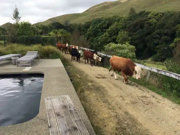 Whakahirahira – a modern concrete celebration